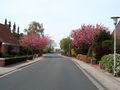 Blick in die Straße mit blühenden Bäumen - Aufnahme vom 25. April 2004.